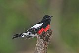 Painted Redstart